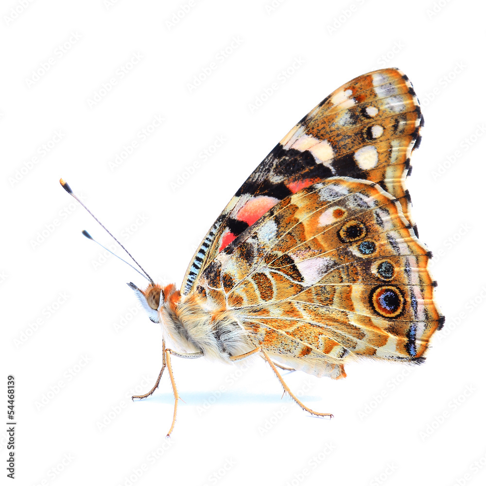 Fototapeta premium Painted Lady (Vanessa cardui) isolated on white