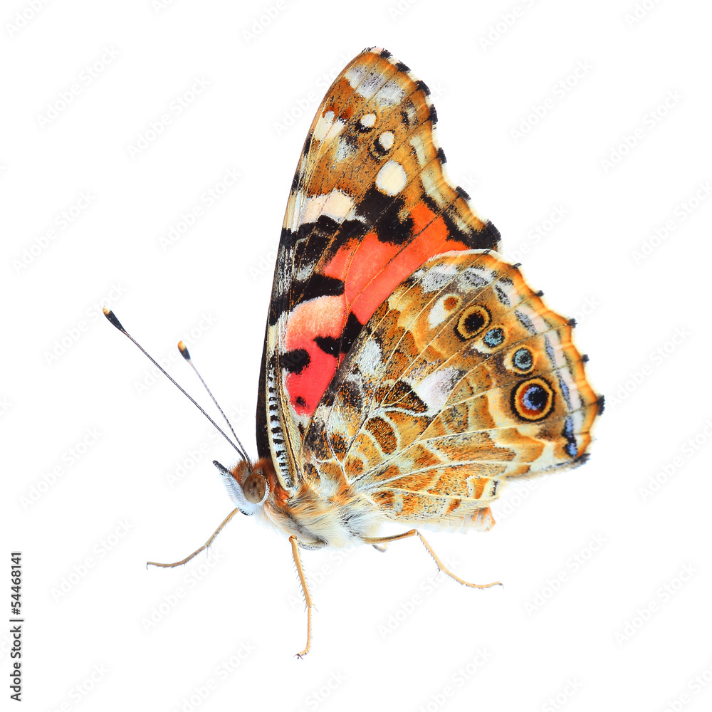 Obraz premium Painted Lady (Vanessa cardui) isolated on white