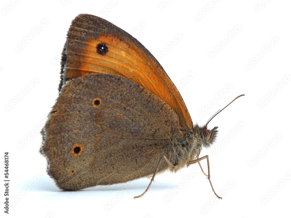 Fototapeta premium Small Heath buttrefly (Coenonympha pamphilus) on white