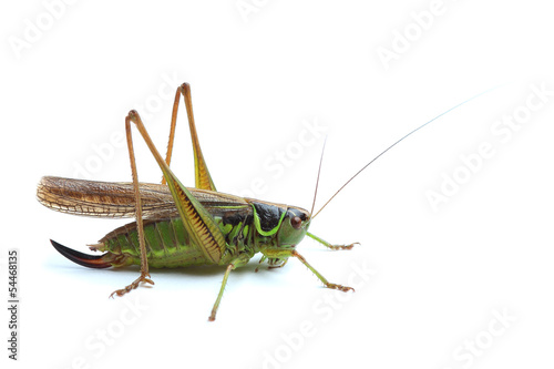 Female of grasshopper on white © Vitalii Hulai