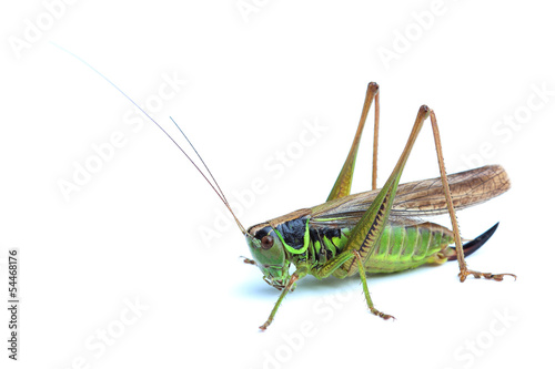 Female of grasshopper on white