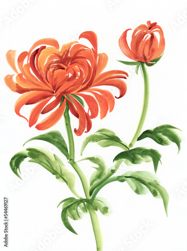 Orange chrysanthemum