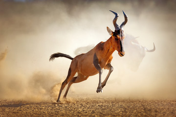Red hartebeest running in dust