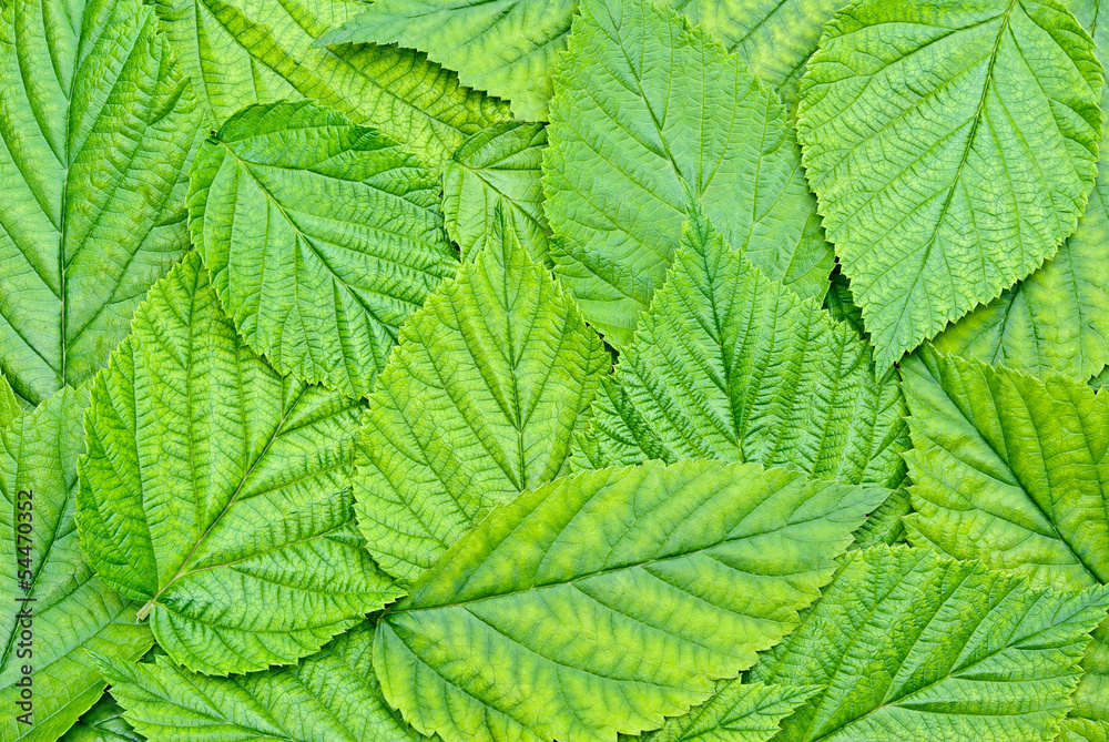 Background of the young,green,fresh leaves. Background of the young,green,fresh leaves.