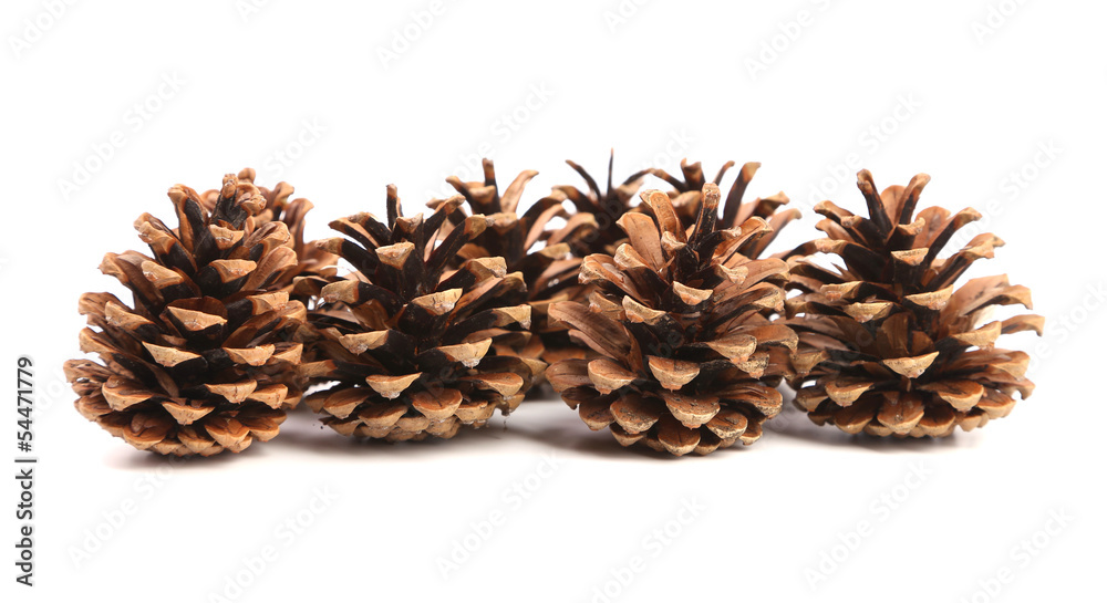 Row of pine cones. Row of pine cones.