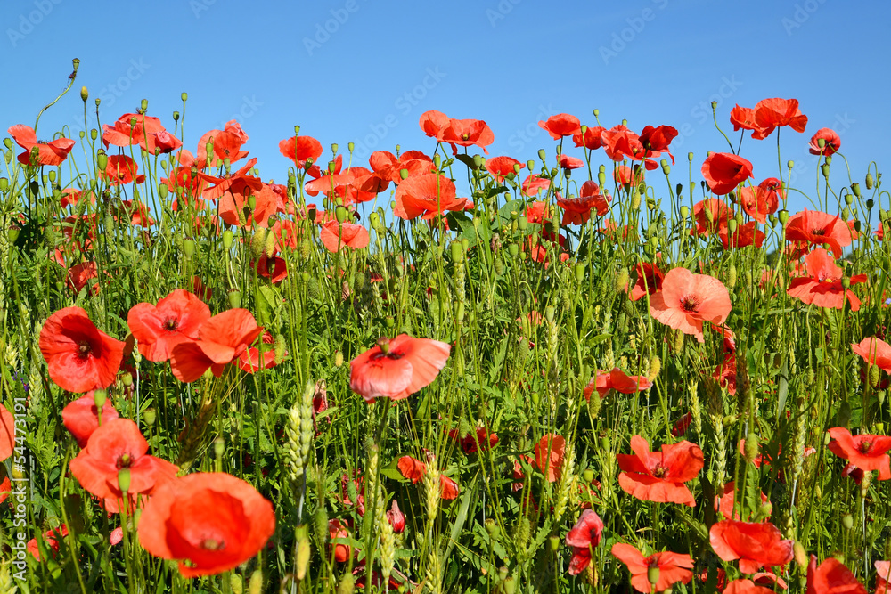 Naklejka premium Red poppies against the blue sky