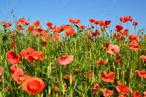 Red poppies against the blue sky