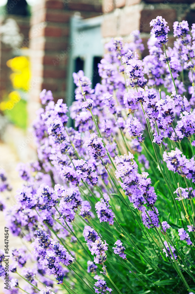 Obraz premium Lavender flowers