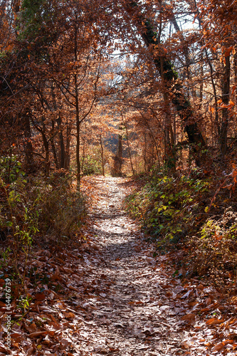 A path to autumn foliage in the forest 