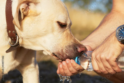 Thirsty dog photo