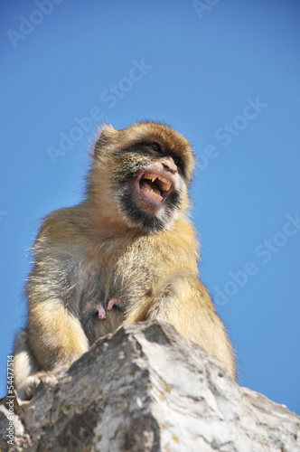 Barbary Ape On The Rock Of Gibraltar © John Gomez
