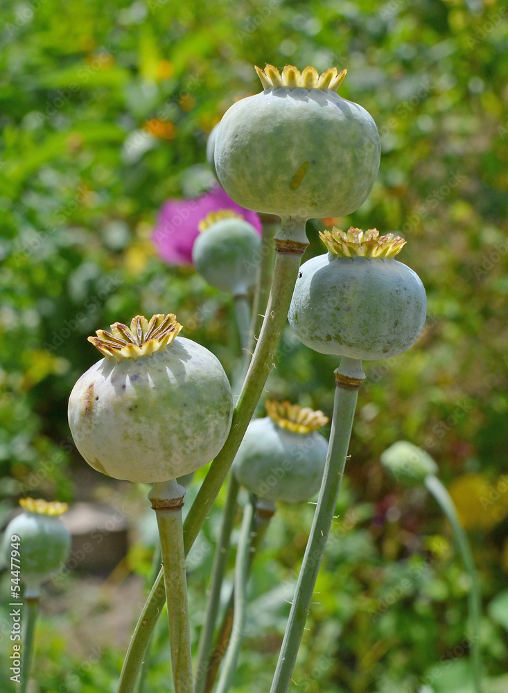Poppy plant pods standing in a field Poppy plant pods standing in a field