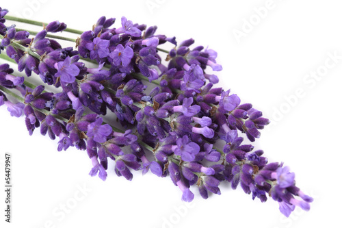 Fototapeta Naklejka Na Ścianę i Meble -  Lavender