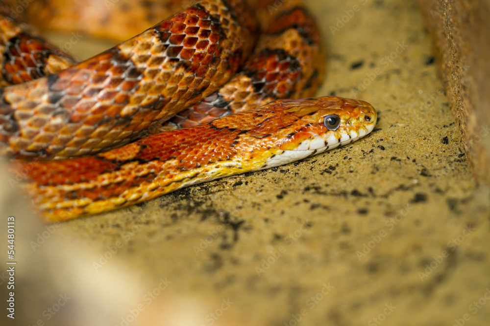 Fototapeta premium Corn snake