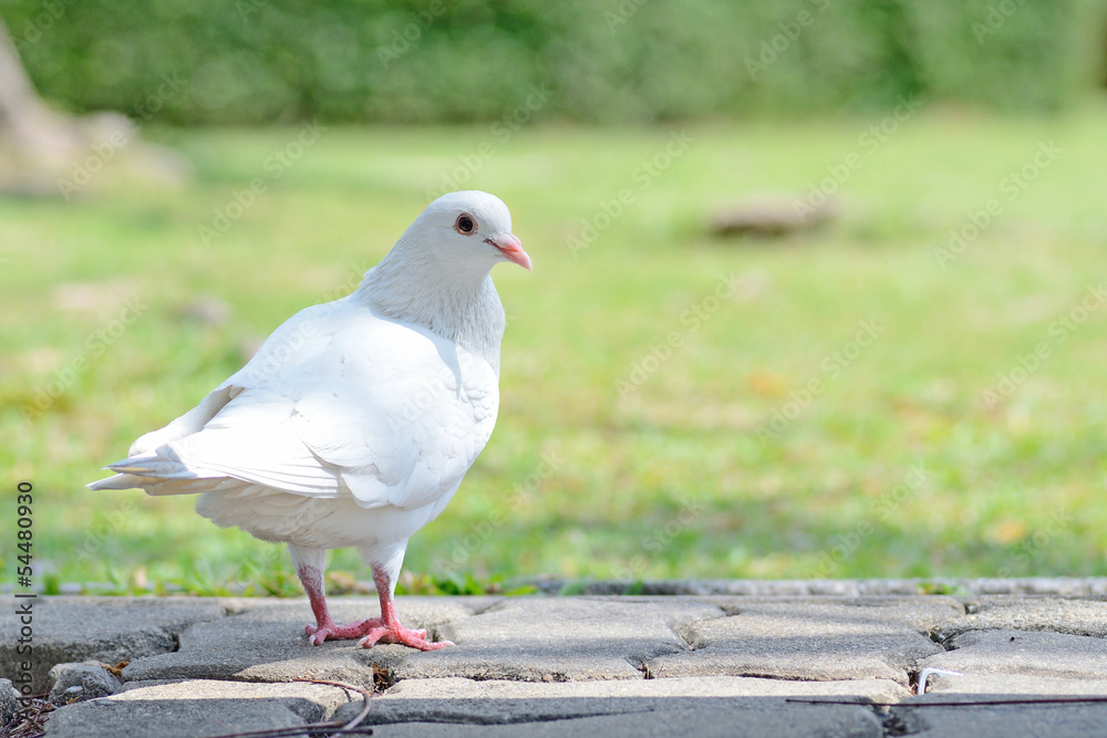 white pigeon white pigeon