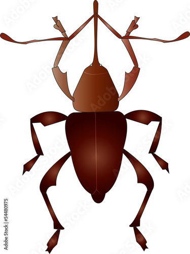 Beetle brown