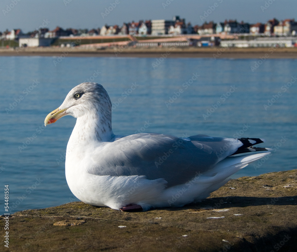 Obraz premium Seagull