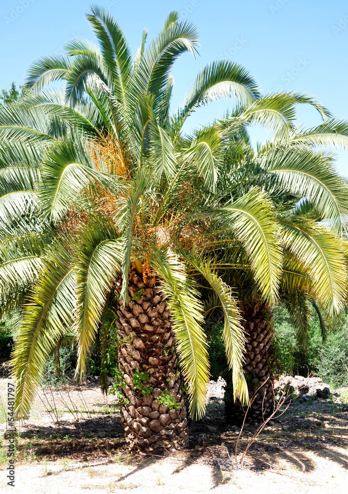 Obraz premium palm oasis