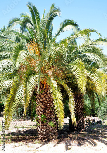 palm oasis
