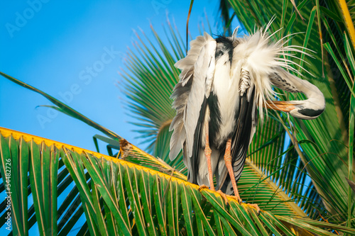 stork on a palm tree. close up