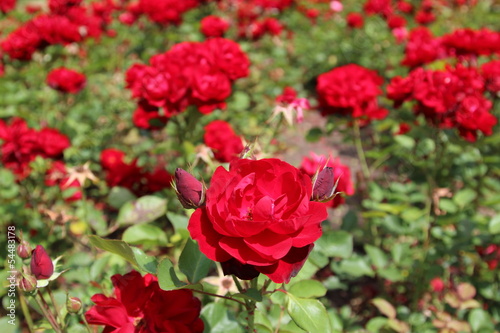 Fototapeta Naklejka Na Ścianę i Meble -  Red rose