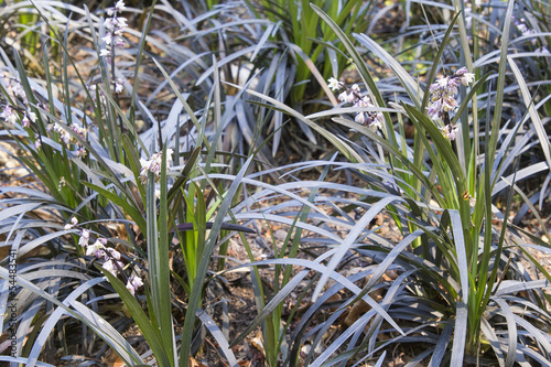 Black Mondo Grass with Flowers Closeup photo