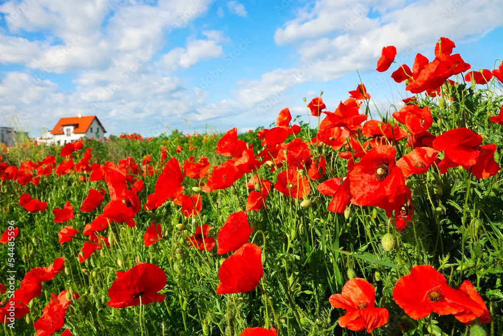 Fototapeta premium Wohnen im Grünen bei Feld mit Mohnblumen