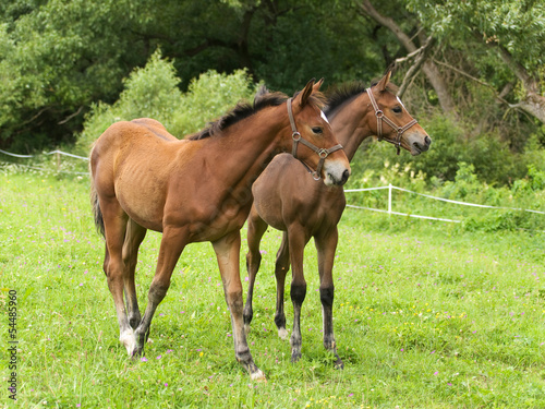 Couple of sporthorse foals on meadow