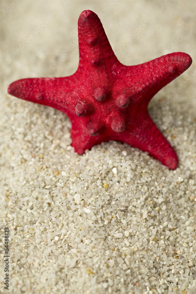 Red starfish on sand as background. Close-up Red starfish on sand as background. Close-up