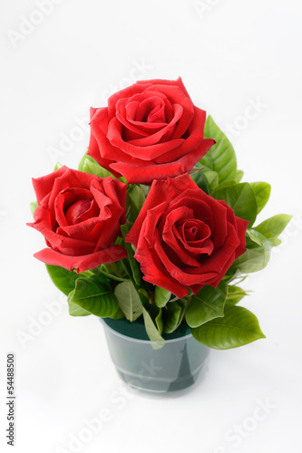 Red roses