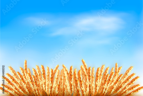Ears of wheat in front of blue sky. Vector illustration.