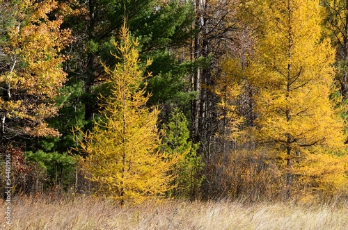 Yellow Tamaracks in Autumn