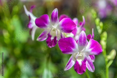 Group of purple white orchid flowers