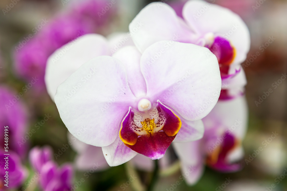 Group of white purple orchid flowers Group of white purple orchid flowers
