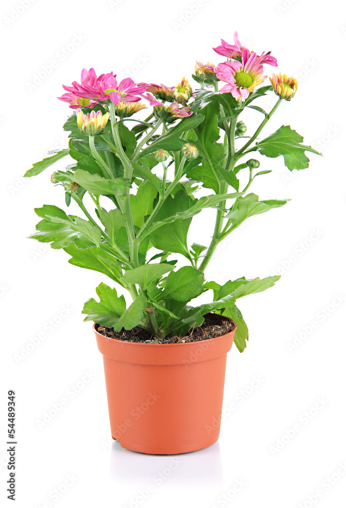 Beautiful flower in pot isolated on white
