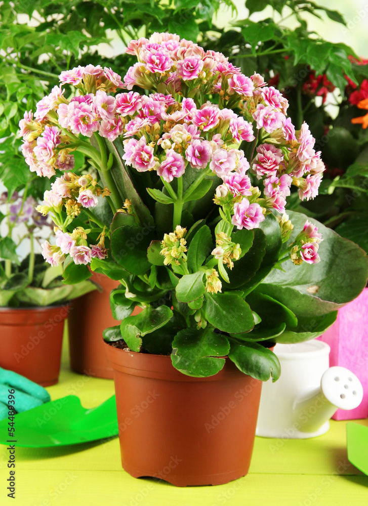 Beautiful flowers in pots on wooden table on natural background