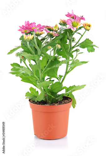 Fototapeta Naklejka Na Ścianę i Meble -  Beautiful flower in pot isolated on white