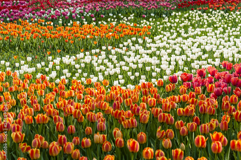 Field of multi color tulips