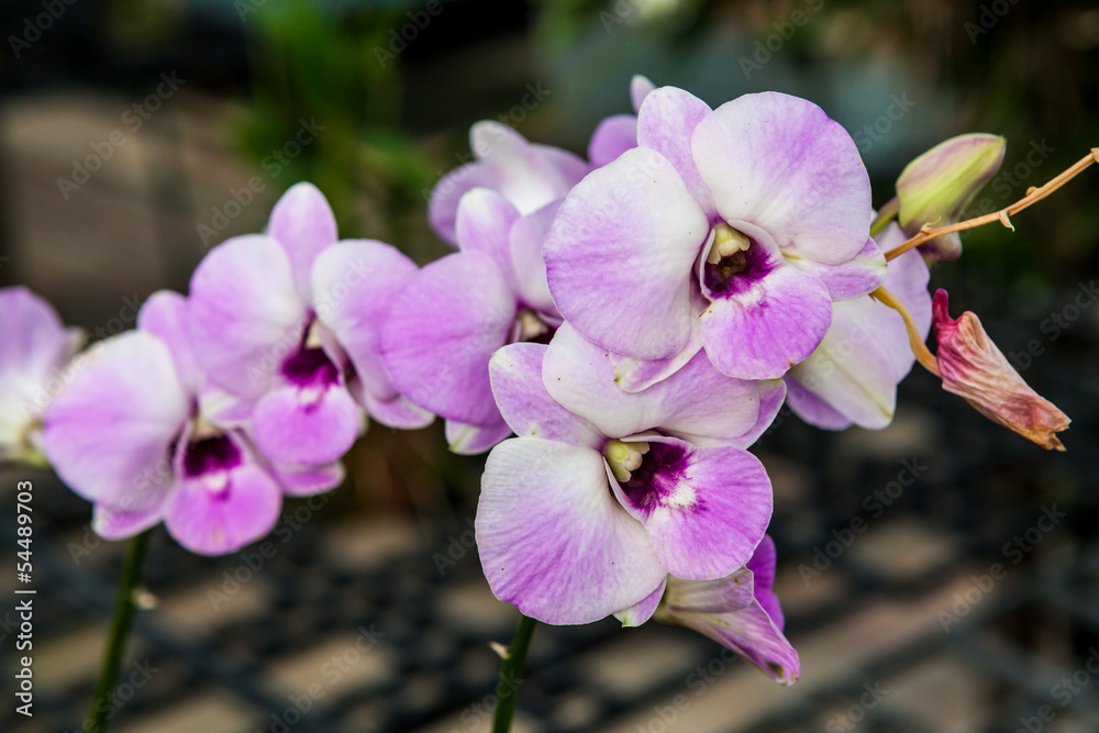 Obraz premium Group of white purple orchid flowers