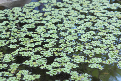 Green duckweed