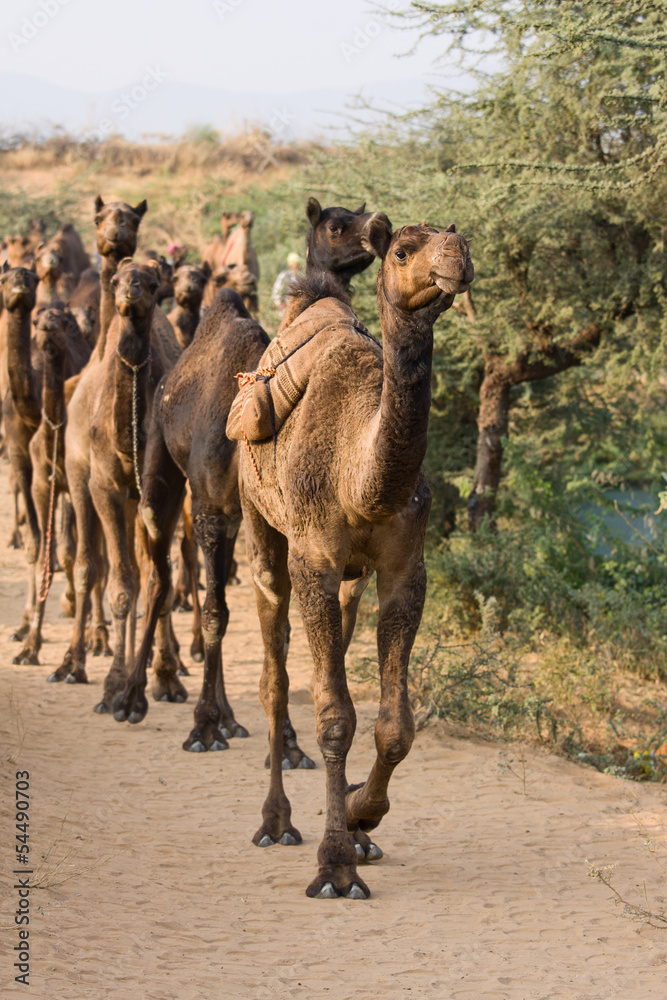 Naklejka premium Camel at the Pushkar Fair , India