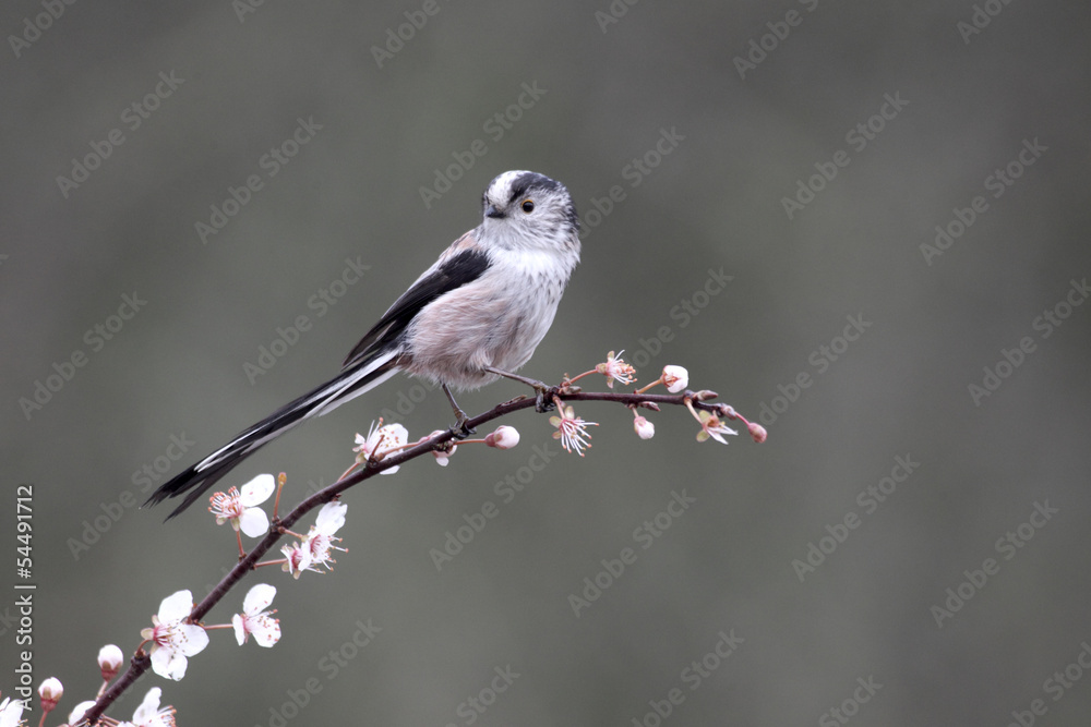 Fototapeta premium Long-tailed tit, Aegithalos caudatus