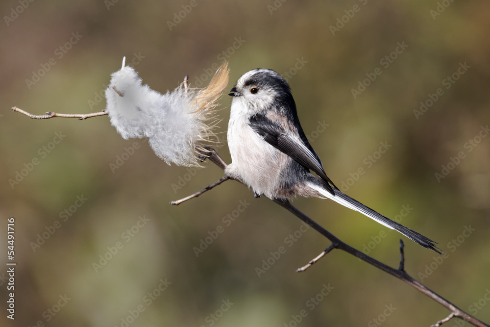Fototapeta premium Long-tailed tit, Aegithalos caudatus