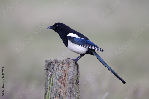 Magpie, Pica pica