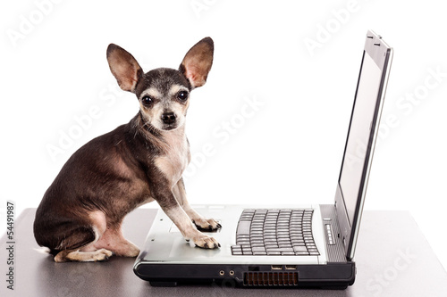 Portrait of a chihuahua dog in front of a laptop