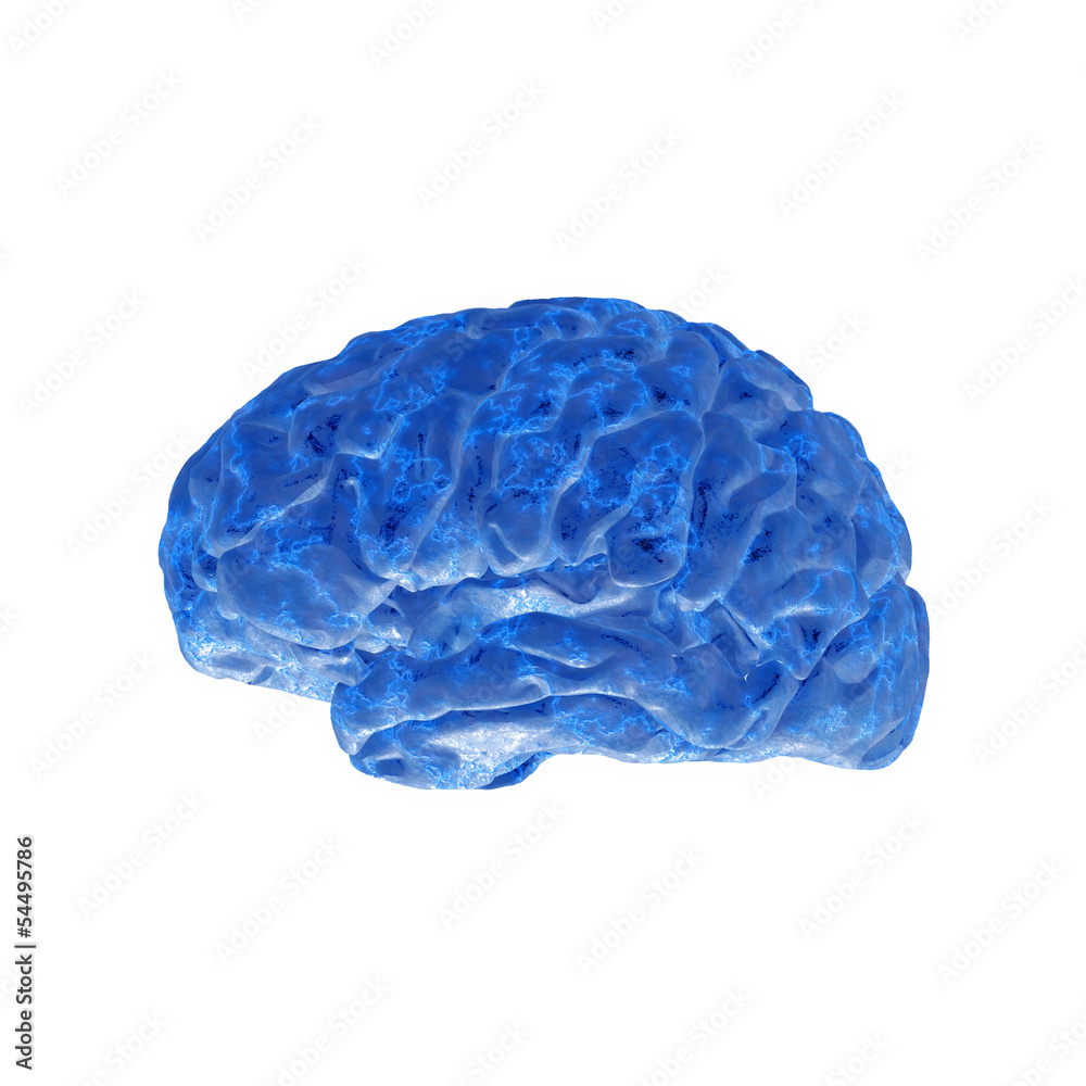 Fototapeta premium human brain