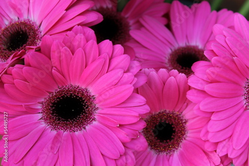 pink daisy of the season