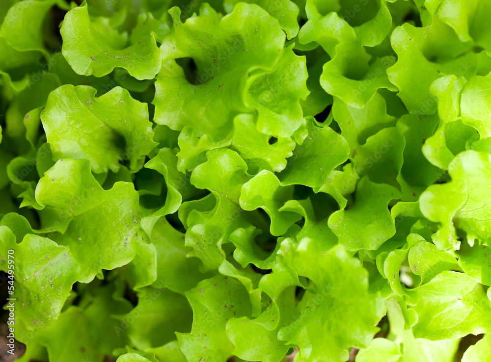 lettuce growing lettuce growing