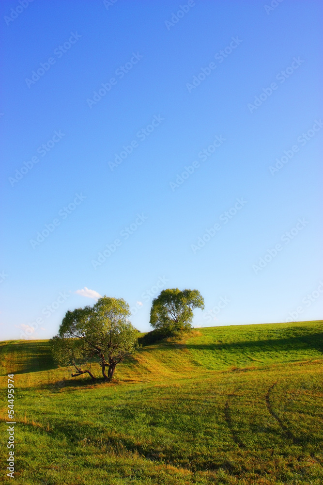 Group of trees on hill side