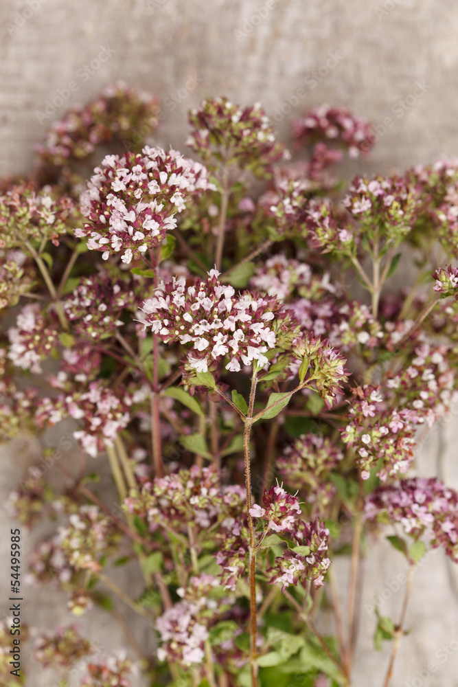 Obraz premium Origanum flowers..